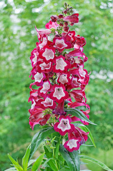 Penstemon 'Phoenix Magenta' Three Plants In 9cm Pots, 2 of 2