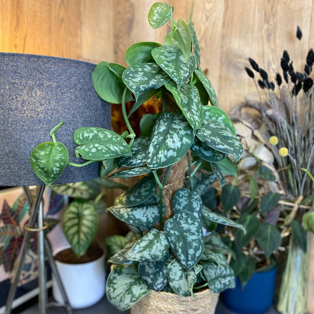 The Pictus Trailing Houseplant, 1 of 6