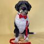 Red And White Star Dog Bow Tie, thumbnail 4 of 4