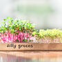 Grow Your Own Micro Herbs Letterbox Subscription, thumbnail 1 of 10