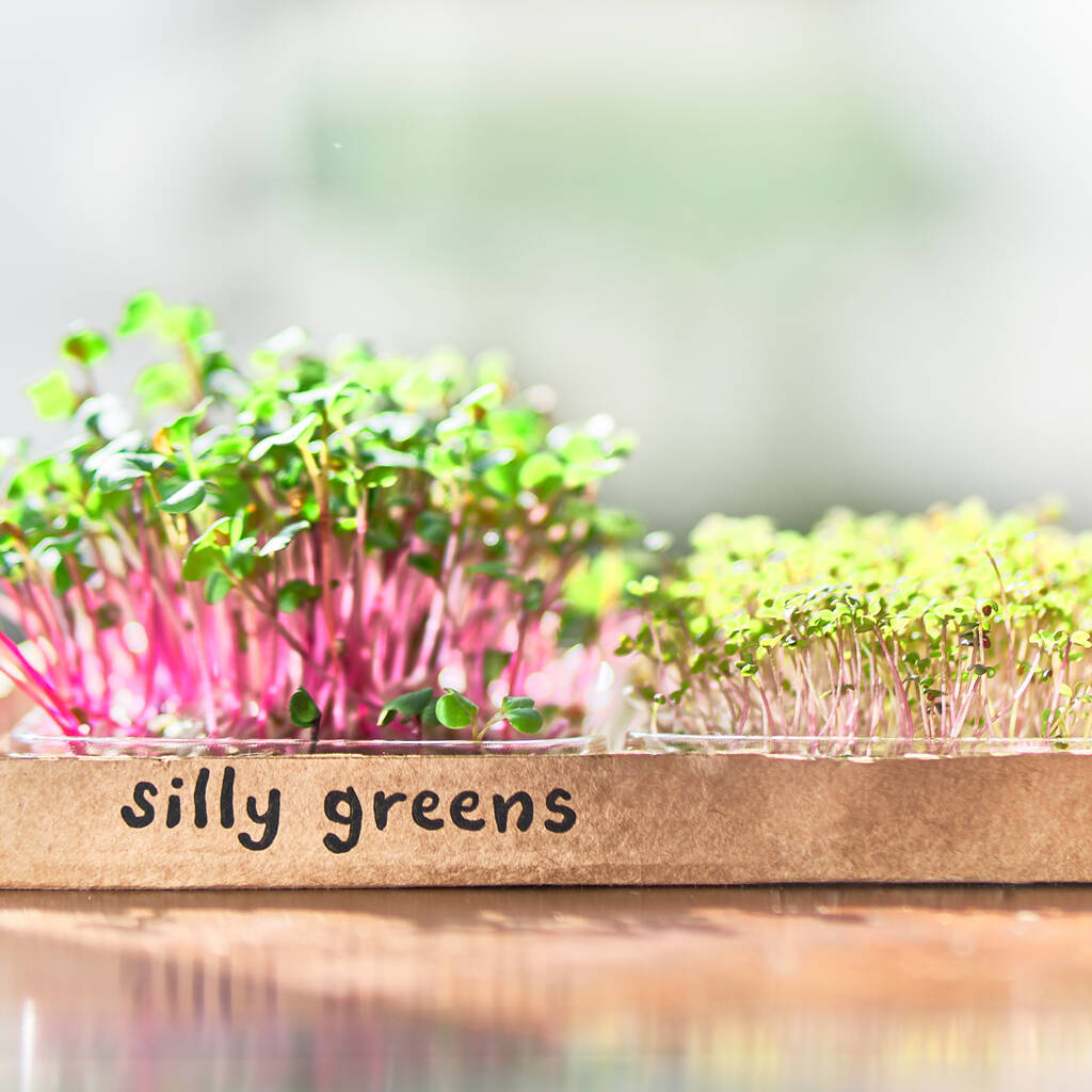 Grow Your Own Micro Herbs Letterbox Subscription, 1 of 10