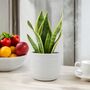 Sansevieria Superba – Snake Plant In 12cm Pot, thumbnail 5 of 7