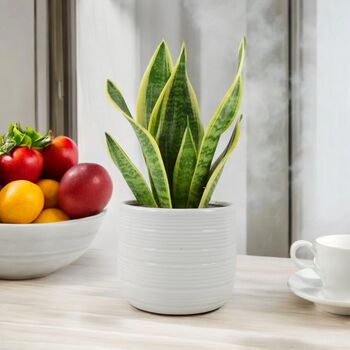 Sansevieria Superba – Snake Plant In 12cm Pot, 5 of 7