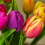 Fresh Mixed Tulips Bouquet, thumbnail 4 of 4