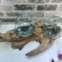 Teak Root Wooden Display With Double Molten Glass Bowls, thumbnail 2 of 11