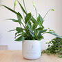 Personalised 9th Anniversary Plant Pot With Plant, thumbnail 1 of 7