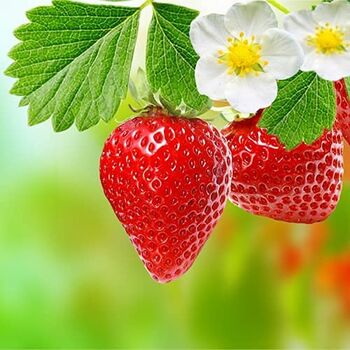 Strawberry Plants 'Sweetheart' Three X Full Plants, 4 of 4