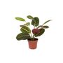 Maranta Leuconeura Prayer Plant – 12cm Tricolour Pot, thumbnail 5 of 7