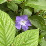 Periwinkle Blue Flower Brooch, thumbnail 4 of 5