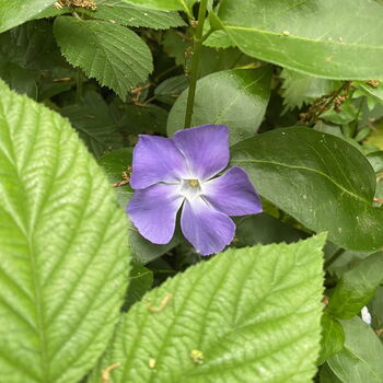 Periwinkle Blue Flower Brooch, 4 of 5