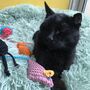 Cat Toy Hand Knitting Kit, thumbnail 10 of 11