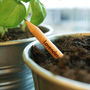 Set Of Five Sprout Herb Growing Pencils, thumbnail 2 of 5