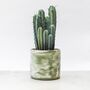 Pillar Cactus With Large Hand Cast Eco Pot, thumbnail 1 of 4