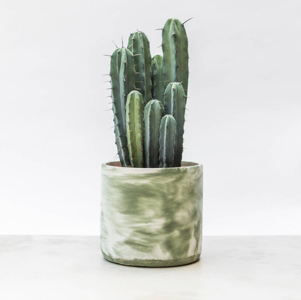 Pillar Cactus With Large Hand Cast Eco Pot, 1 of 4