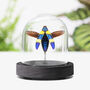 Striped Blue Jewel Beetle Insect Bug Entomology Taxidermy Bell Jar, thumbnail 1 of 3