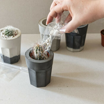 Concrete Planter Cactus Kit, 5 of 12
