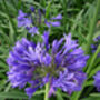 Agapanthus Charlotte Personalised Plant Gift For A Girl Named Charlotte, thumbnail 1 of 2