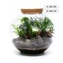 Large Globe Terrarium Kit With Bonsai | 'Portland', thumbnail 9 of 10