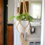 Trailing Heartleaf Philodendron In 12cm Pot, thumbnail 1 of 12