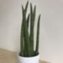 Sanseveria Potted House Plant, thumbnail 1 of 2