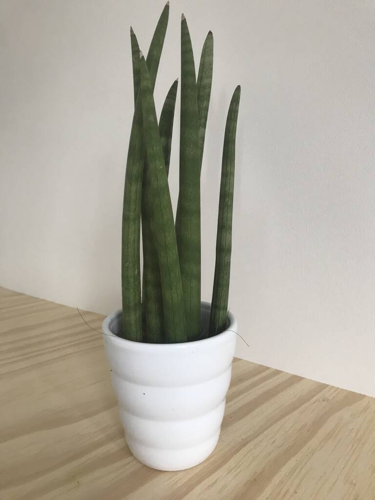Sanseveria Potted House Plant, 1 of 2