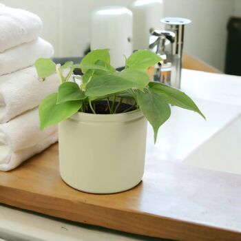 Trailing Heartleaf Philodendron In 12cm Pot, 5 of 12