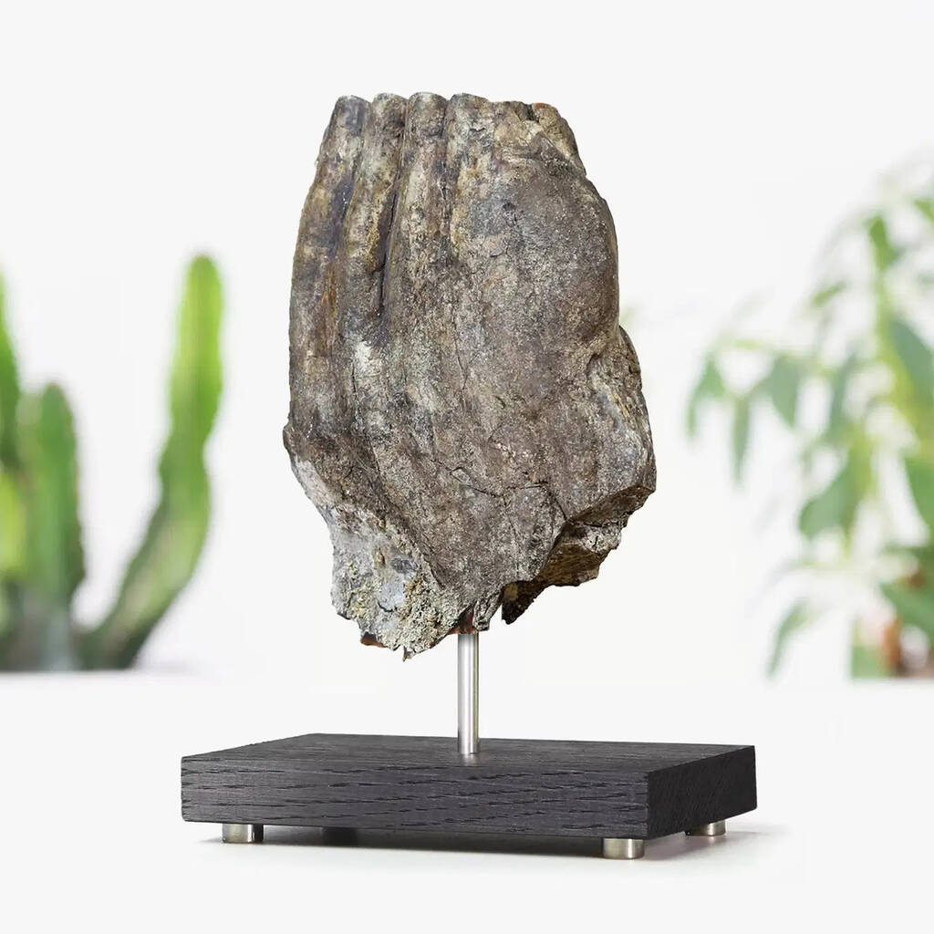 Woolly Mammoth Large Authentic Tooth Oak Stand Dinosaur Fossil Prehistoric Home Decor, 1 of 1
