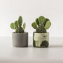 Baby Bunny Ear Cactus With Handmade Pot, thumbnail 5 of 8