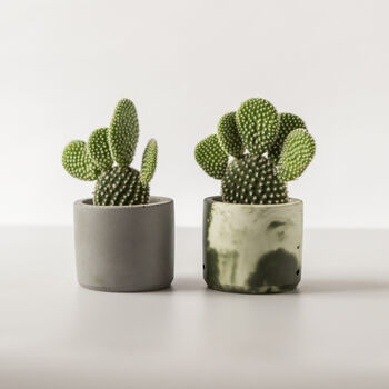 Baby Bunny Ear Cactus With Handmade Pot, 5 of 8