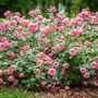 Floribunda Rose Plant 'Special Anniversary', thumbnail 3 of 5