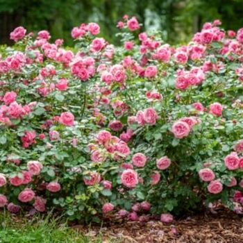 Floribunda Rose Plant 'Special Anniversary', 3 of 5