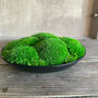 Preserved Moss In Ceramic Bowl, thumbnail 3 of 3