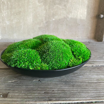 Preserved Moss In Ceramic Bowl, 3 of 3