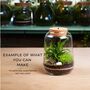 Lantern Stype Terrarium Jar | H: 21 Cm, thumbnail 3 of 4