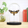 Death's Head Hawkmoth Insect Bug Butterfly Entomology Taxidermy Bell Jar, thumbnail 1 of 4