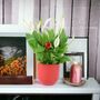 Peace Lily Plant In 12cm Pot – Elegant Indoor Flower, thumbnail 2 of 6