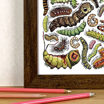 Caterpillars Of Britain Wildlife Watercolour Print, 3 of 6