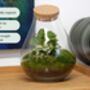 Assembled Terrarium With UK Delivery | 'Madrid', thumbnail 2 of 5