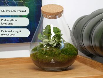 Assembled Terrarium With UK Delivery | 'Madrid', 2 of 5