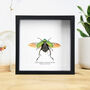 Shining Leaf Chafer Beetle Handcrafted Frame, thumbnail 1 of 3