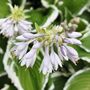 Hosta 'Fragrant Bouquet' One X One Litre Pot, thumbnail 1 of 4