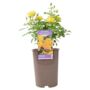 The Golden Anniversary Rose – Golden Yellow Patio Rose, thumbnail 1 of 5