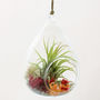 Air Plant Terrarium With Choices Of Figurines, thumbnail 2 of 3