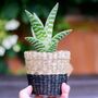 Mini Black Seagrass Planter With Choices Of Plants, thumbnail 3 of 5