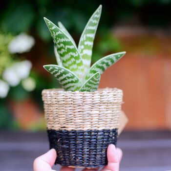 Mini Black Seagrass Planter With Choices Of Plants, 3 of 5