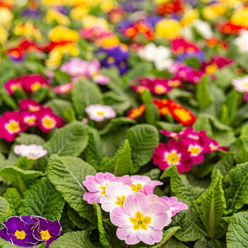 Primula Multi Colour Mix 6 X Plant Pack, 5 of 5