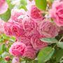 Floribunda Rose Plant 'Special Anniversary', thumbnail 2 of 5