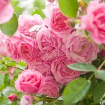Floribunda Rose Plant 'Special Anniversary', 2 of 5