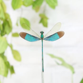 Odonata Dragonfly Insect Bug Entomology Taxidermy Bell Jar, 2 of 4