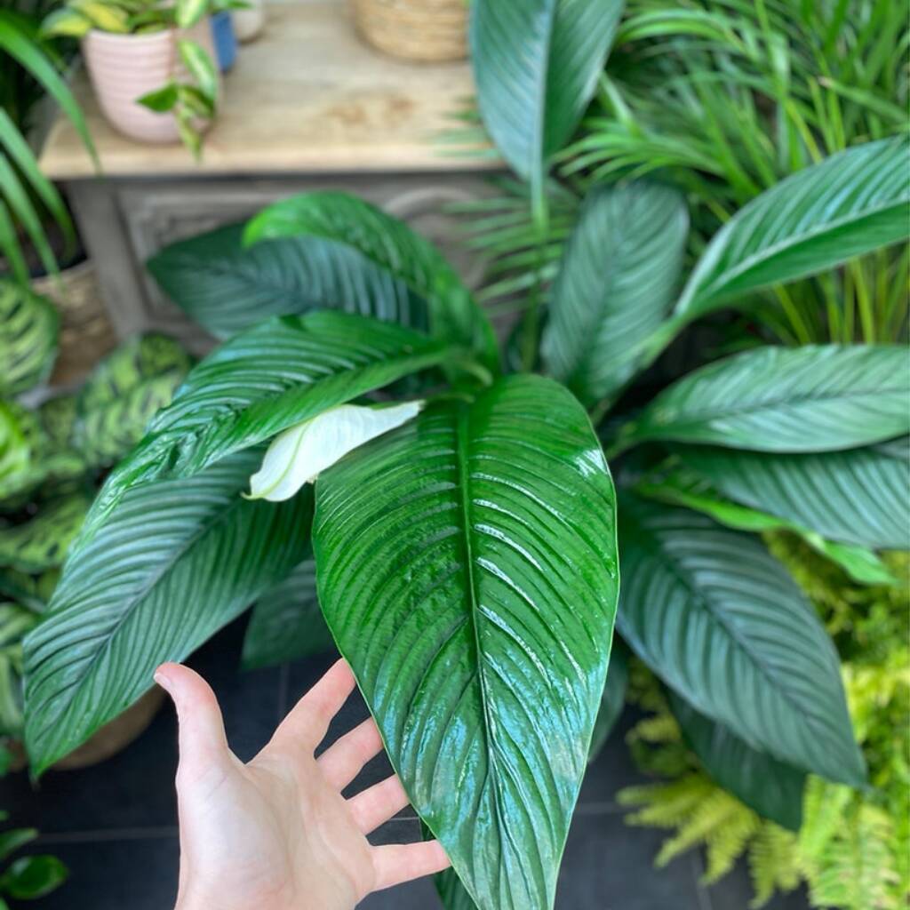 Giant Peace Lilly Sensation Rare House Plant By The Ginger Jungle